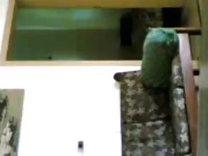 गधा यातायात जूही चाव ...