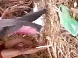 मोटी गधा Lexxxi Lock ...