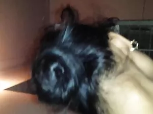 धारा निकलना कैटरीना  ...