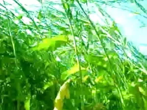 कैफ़े ने सेक्स का आन ...